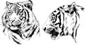 Vector drawings sketches different predator , tigers lions cheetahs and leopards are drawn in ink by hand Royalty Free Stock Photo